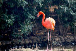 A pink flamingo in some sort of a natural setting.