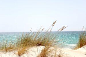 A view of the beach and the ocean.